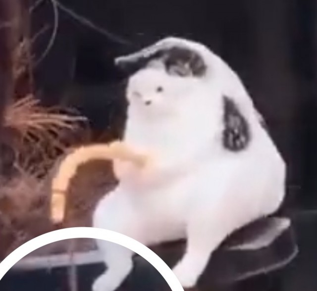 Что покупает девушка после того, как пообещала больше не тратить деньги на всякую фигню