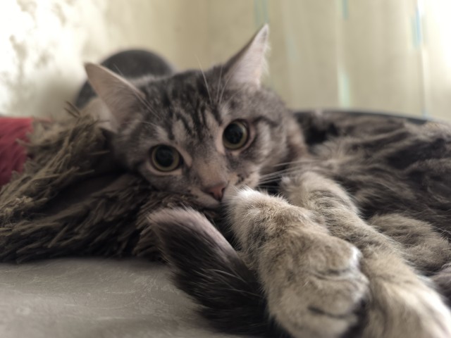 Котовторник#
