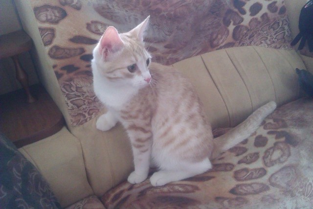 Котовторник на 24.09.2013г