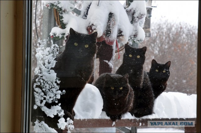Котенька впервые увидел снег