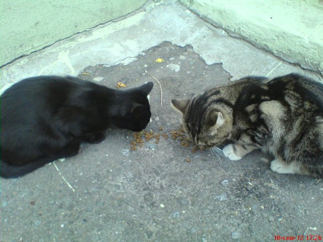 Котовторник 01.04.2014