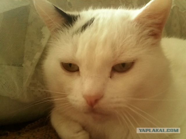 Котовторник 26.08.14.