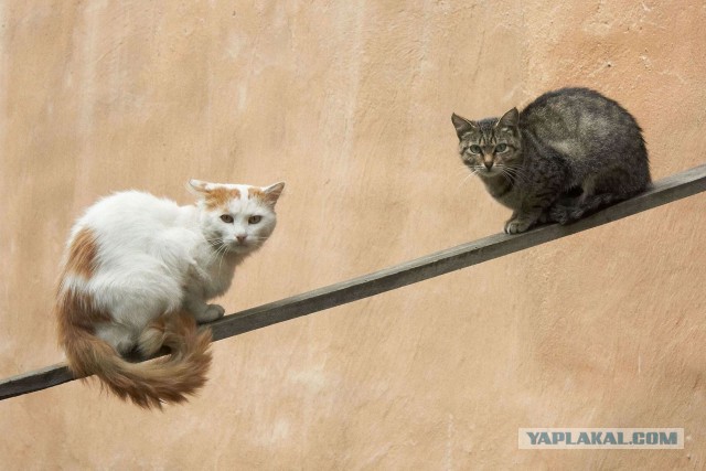 Котовторник 09.09.2014