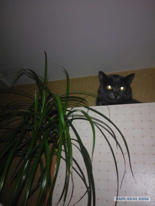 Котовторник 28.10.2014