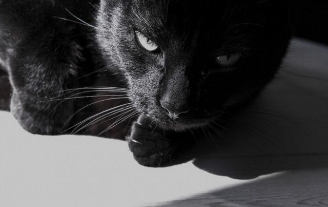 Котовторник 04.11.2014
