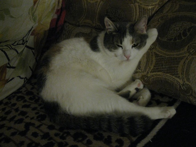 Котовторник 27.01.2015
