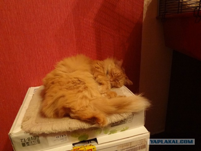 Котовторник
