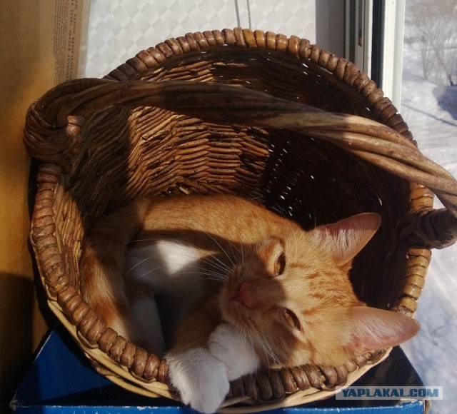 Котовторник 12.03.13
