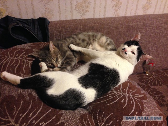 Котиков пост