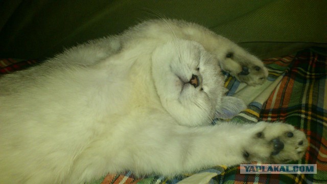 Котовторник