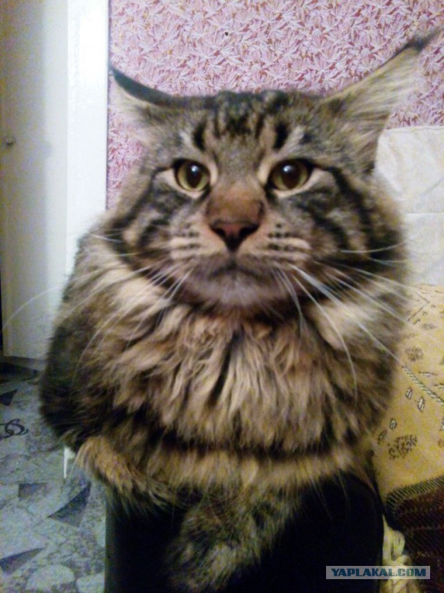 Котовторник