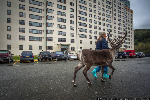 Суровая женщина с оленем в суровом городе Америки