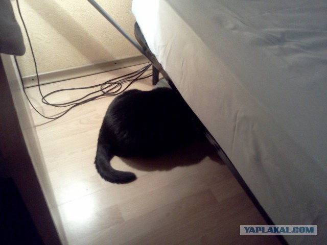 Котовторник