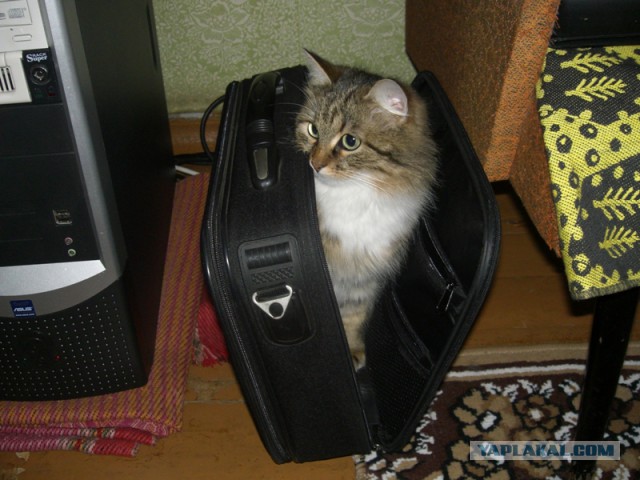 15 мест, в которых неожиданно можно обнаружить котэ