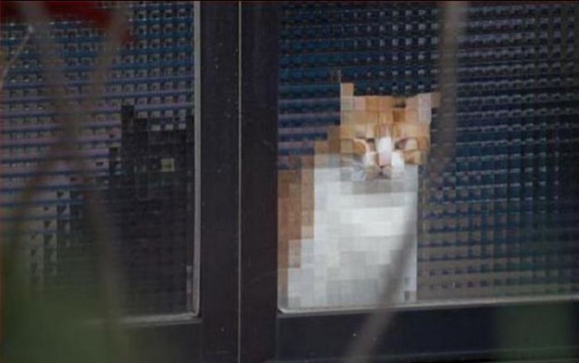 "Оскара" - котикам!