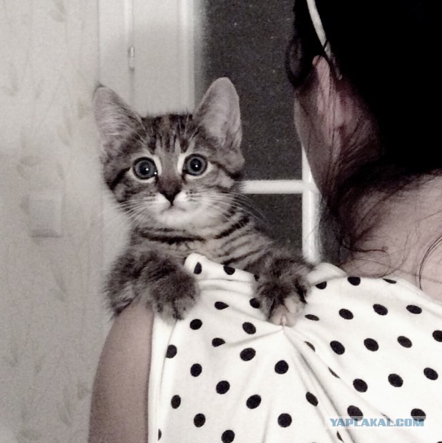 Котовторник 30.08.2016