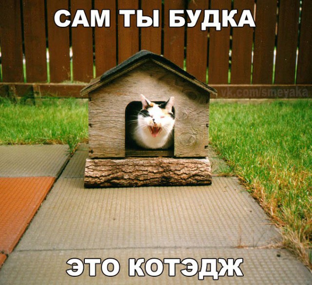 Прикольные животные