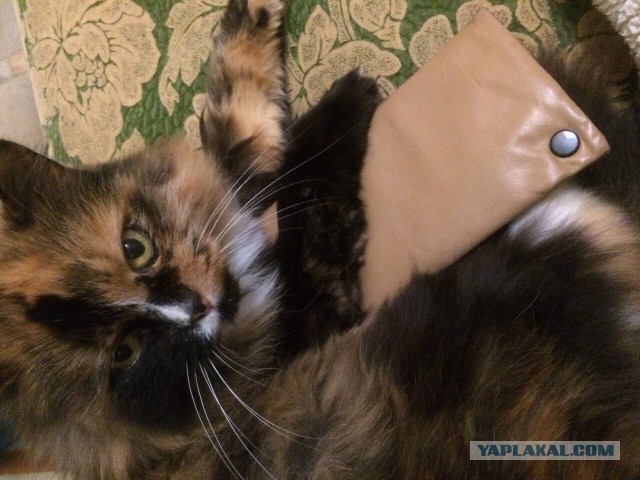 Котовторник 22.11.2016