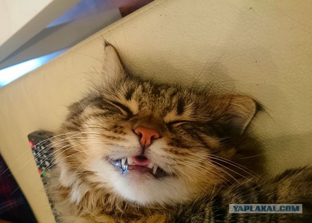 Котоловка или как поймать кота
