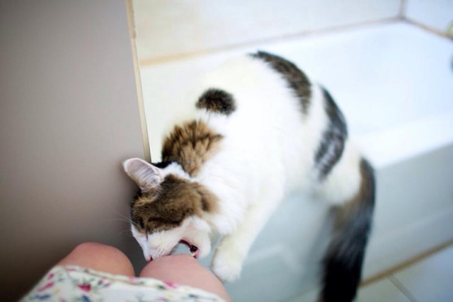 Коты и Кошки