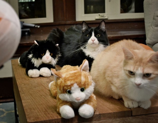 Коты и Кошки
