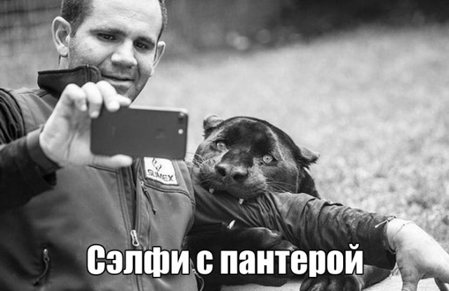 Подборка забавных животных