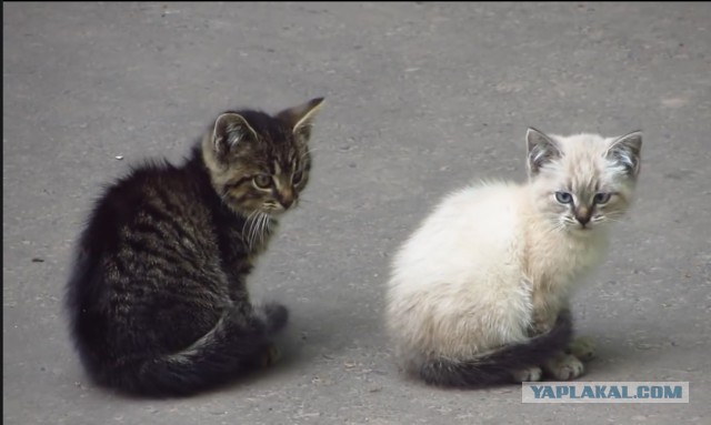 Коготок увяз, лапка застряла, мамка в растерянности...