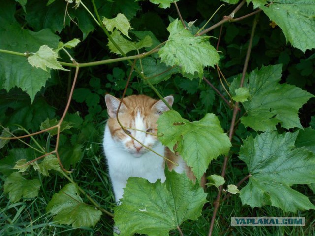 Жизнь домашнего приюта для котеек 175