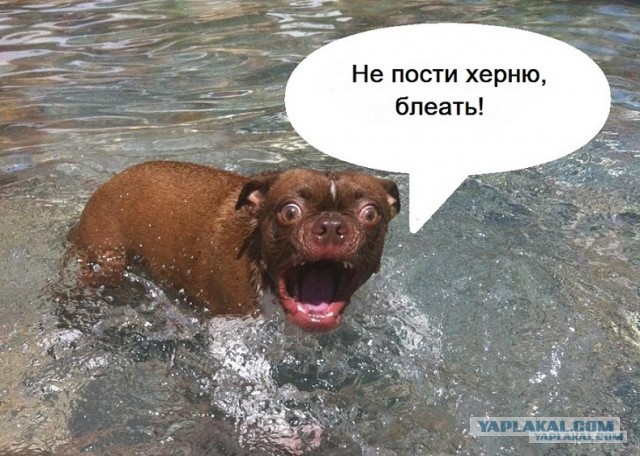 Жабельный собакен