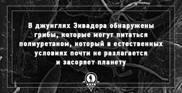 Начался грибной сезон! Небольшая памятка любителям “тихой охоты”