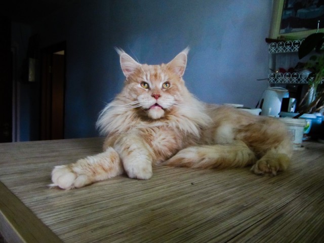 Котовторник 19.09.2017