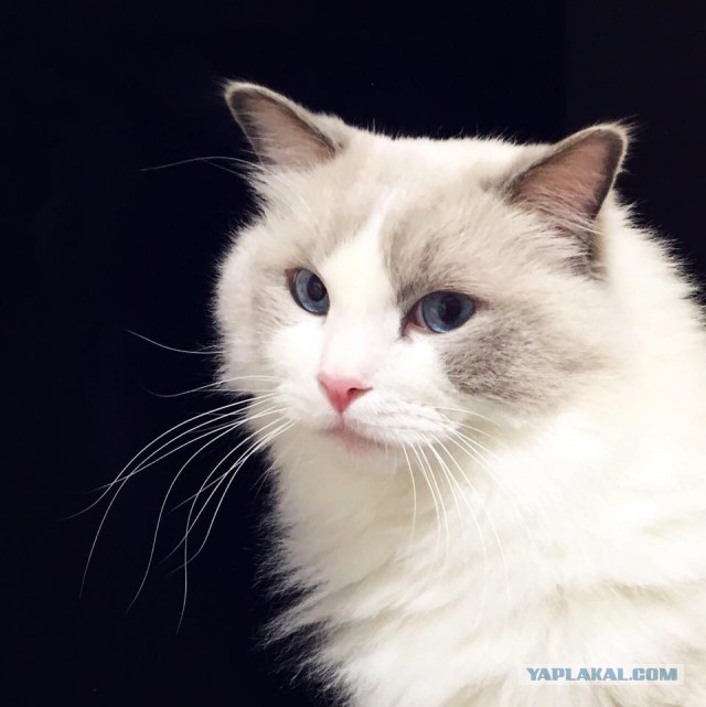 Котовторник 31.10.2017