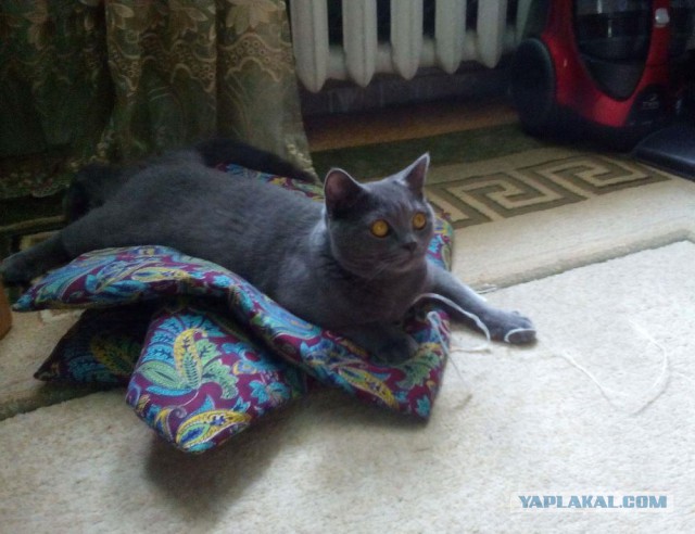 Котовторник  14.11.2017