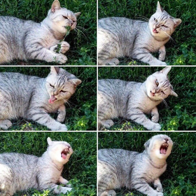 Коты и Кошки