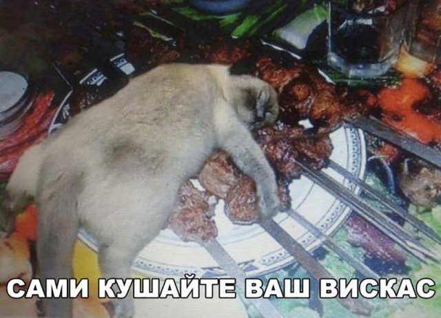Фотобомбы котов