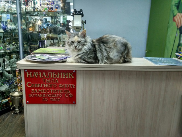 Прикольных котов пост