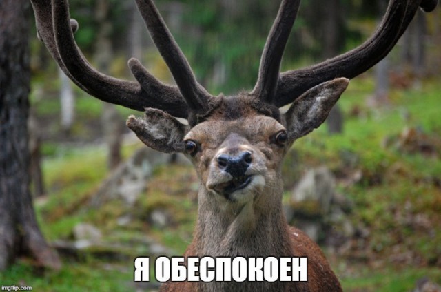 Любовь-морковь