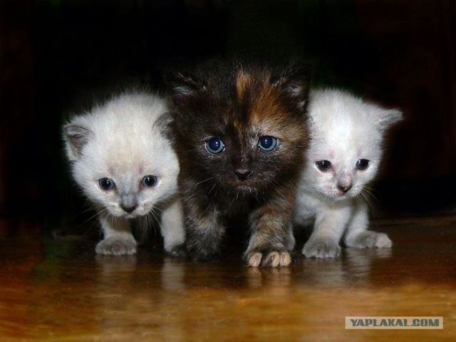 Котовторник: Кошки и ягнёнок
