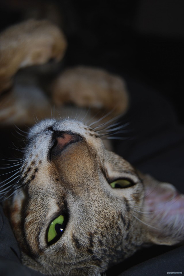 Профессиональный котовторник