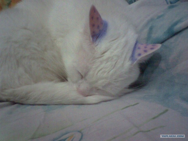 Котовторник так котовторник!