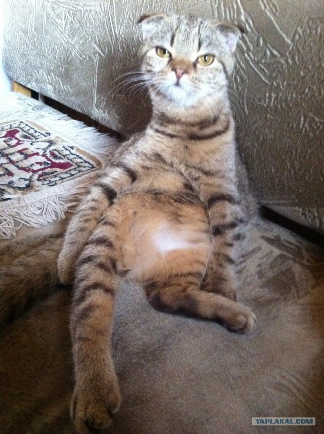 Котовторник 27.12.11
