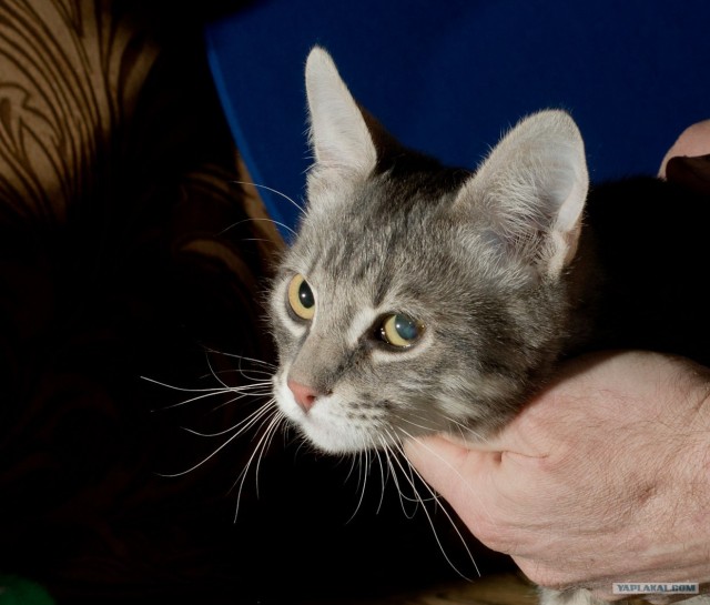 Котовторник (14.02.2012)