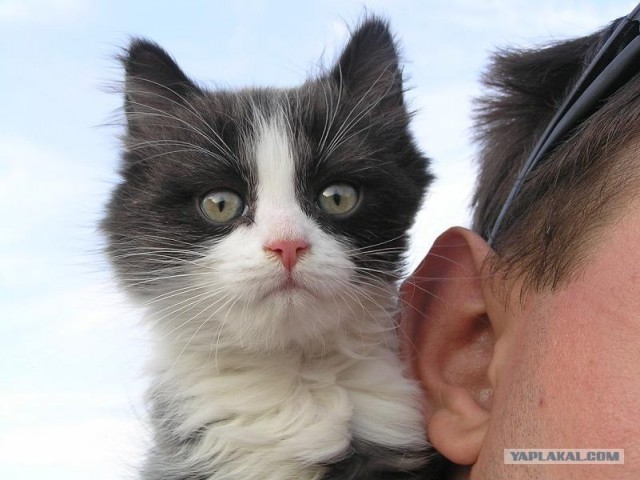 Котовторник 1 мая 2012
