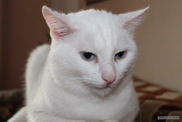Котовторник 22.05.2012