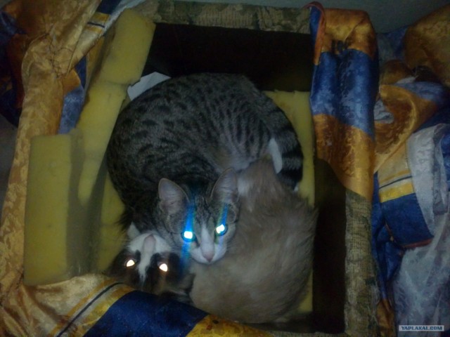 Котовторник 24.07.2012