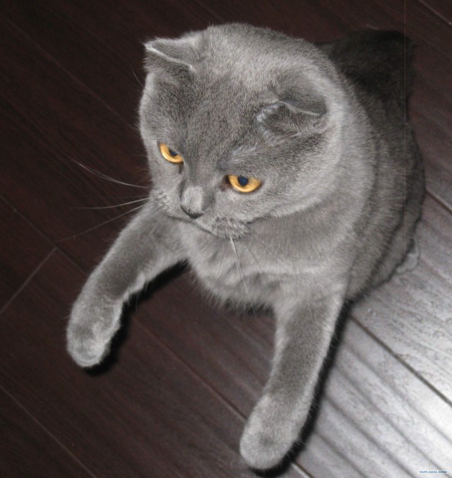 Котовторник 07.08.2012