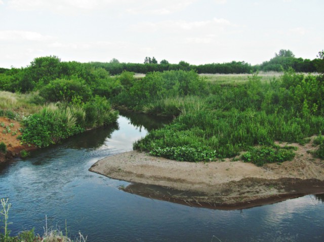 Конопля с грибами