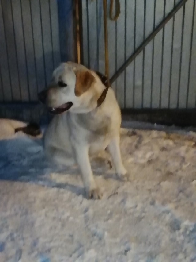 Живность из сети