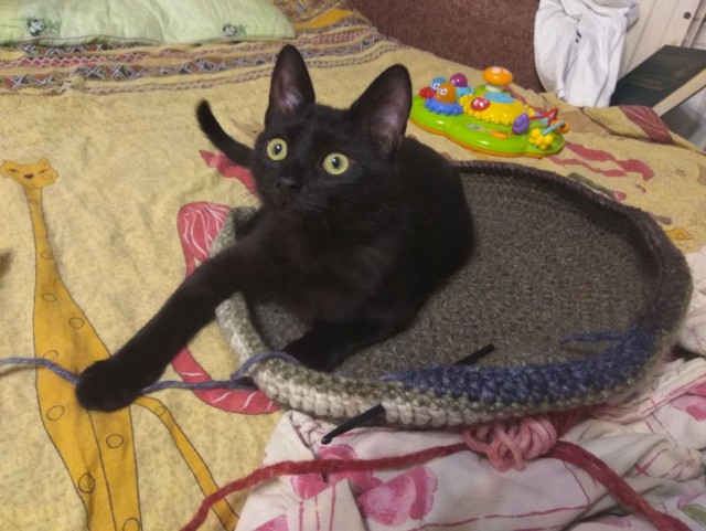 Прикольных котов пост