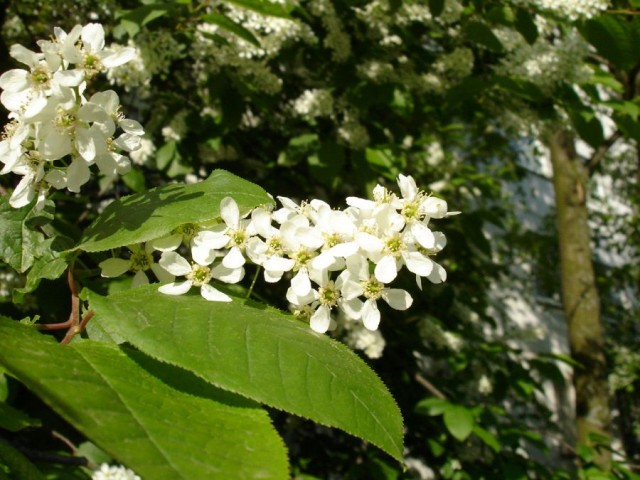 ВЕСНА. Цветы